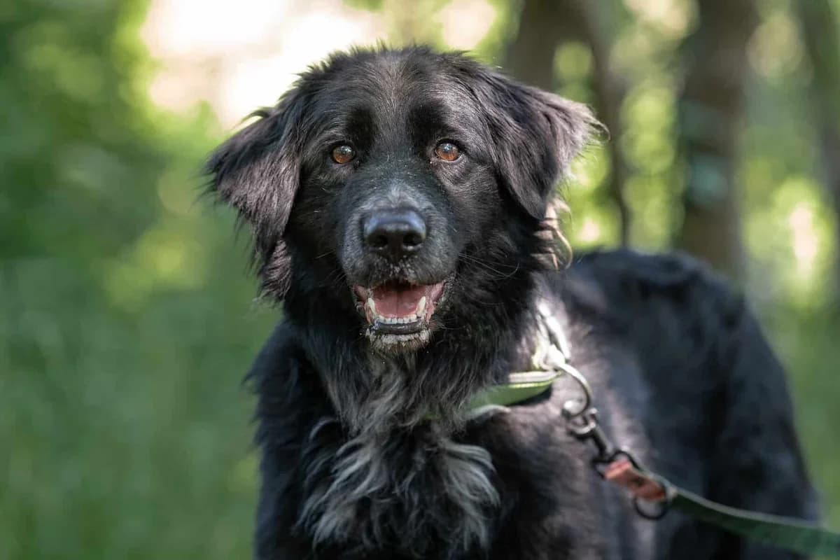 Misiek, male senior Mixed Breed for adoption at Fundacja EkoStraż, Wrocław