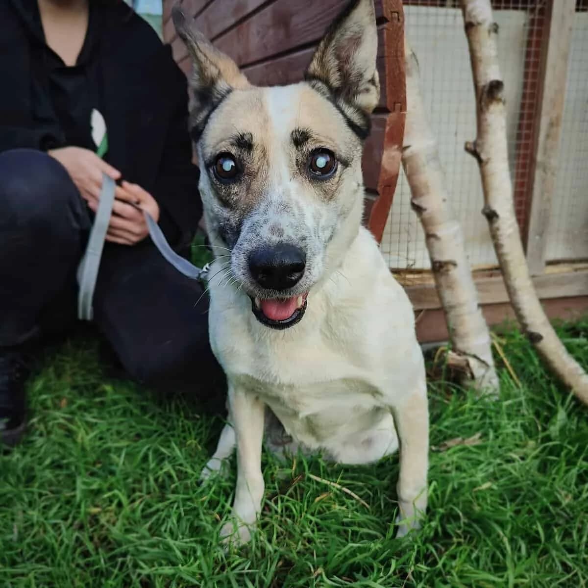 Jaga, female Mixed Breed for adoption at Fundacja EkoStraż, Wrocław