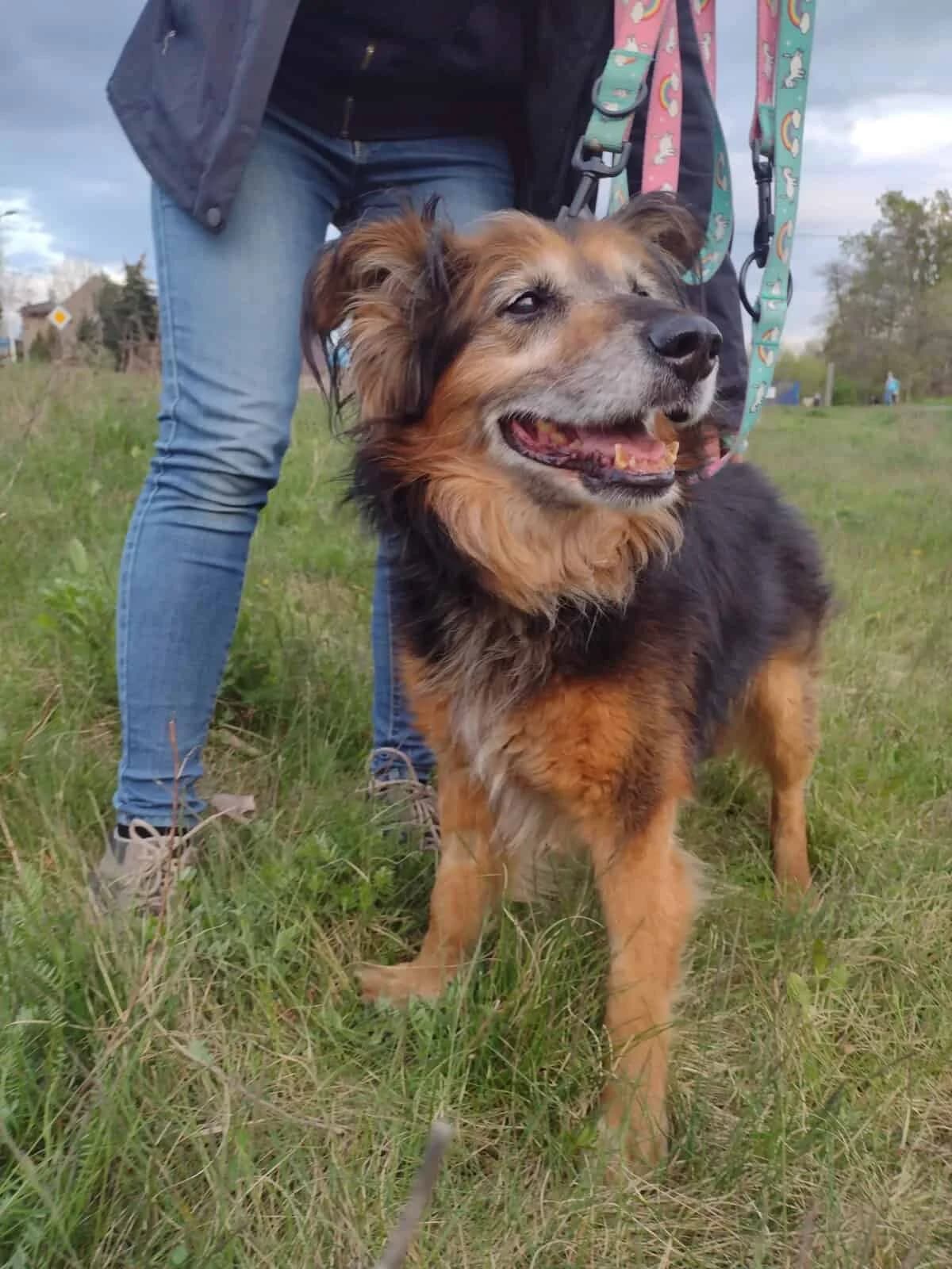 Teddy, male senior Mixed Breed for adoption at Fundacja EkoStraż, Wrocław