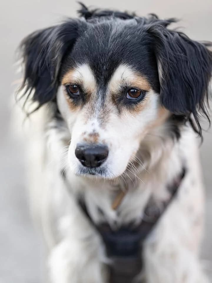 Santi, female Mixed Breed for adoption at Fundacja EkoStraż, Wrocław