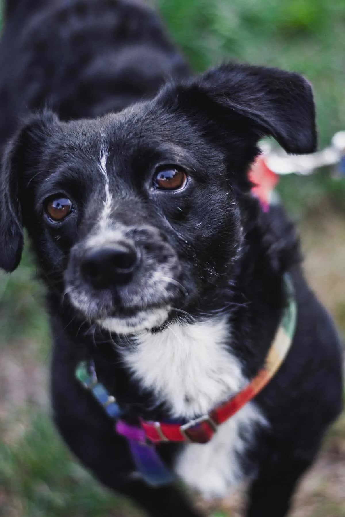 Honda, female 4yo Mixed Breed for adoption at Fundacja EkoStraż, Wrocław