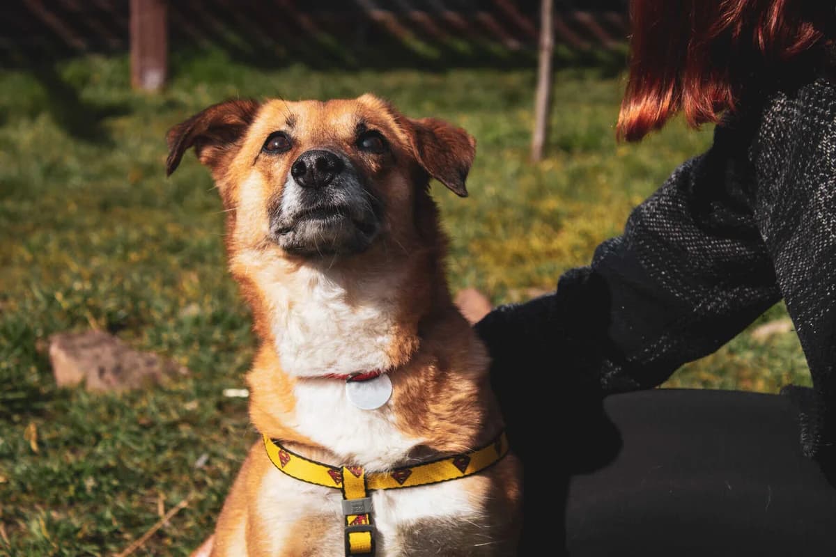 Alicja, female 5yo Mixed Breed for adoption at Fundacja EkoStraż, Wrocław