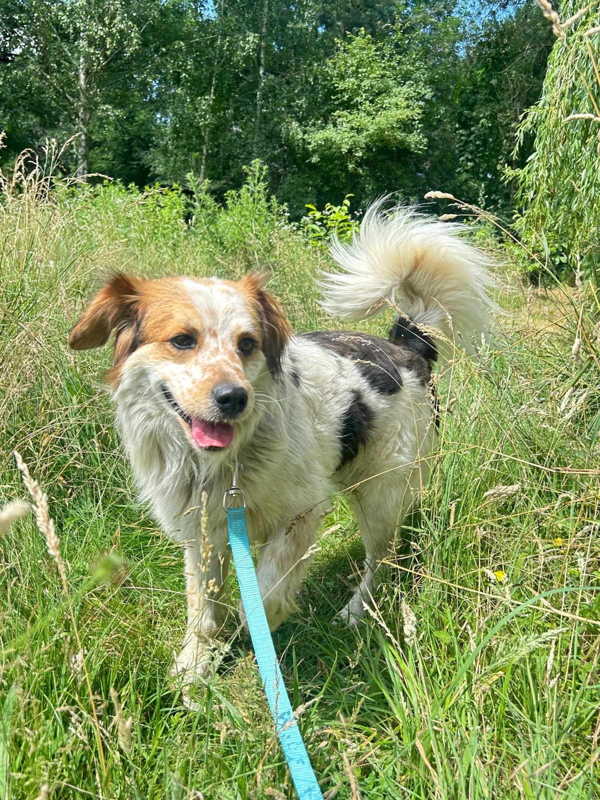 Masło, male 6yo Mixed Breed for adoption at Fundacja EkoStraż, Wrocław