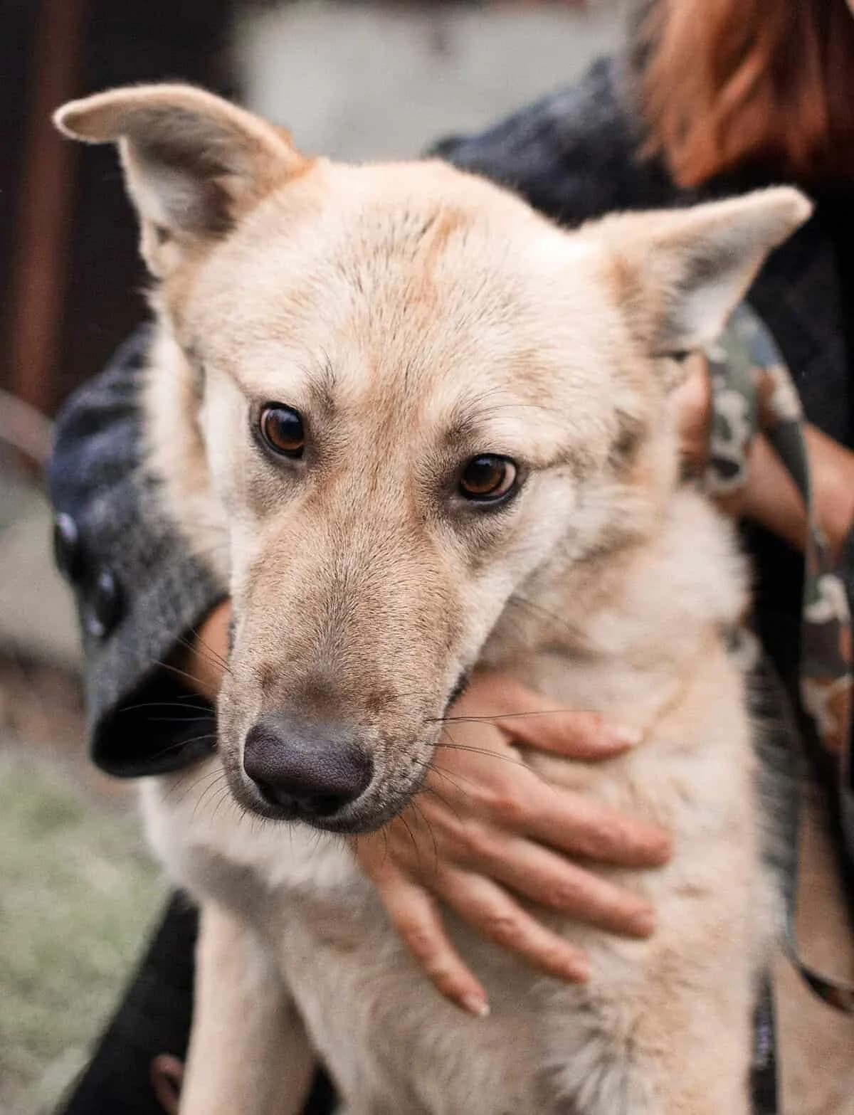 Mirta, female Mixed Breed for adoption at Fundacja EkoStraż, Wrocław