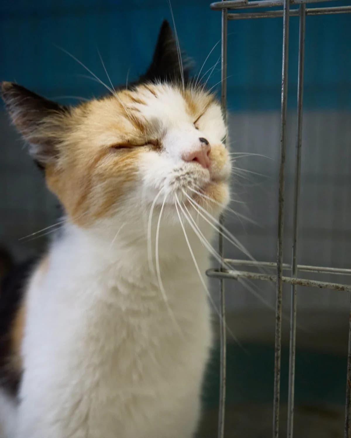 Apostrofka, female Mixed Breed for adoption at Fundacja EkoStraż, Wrocław