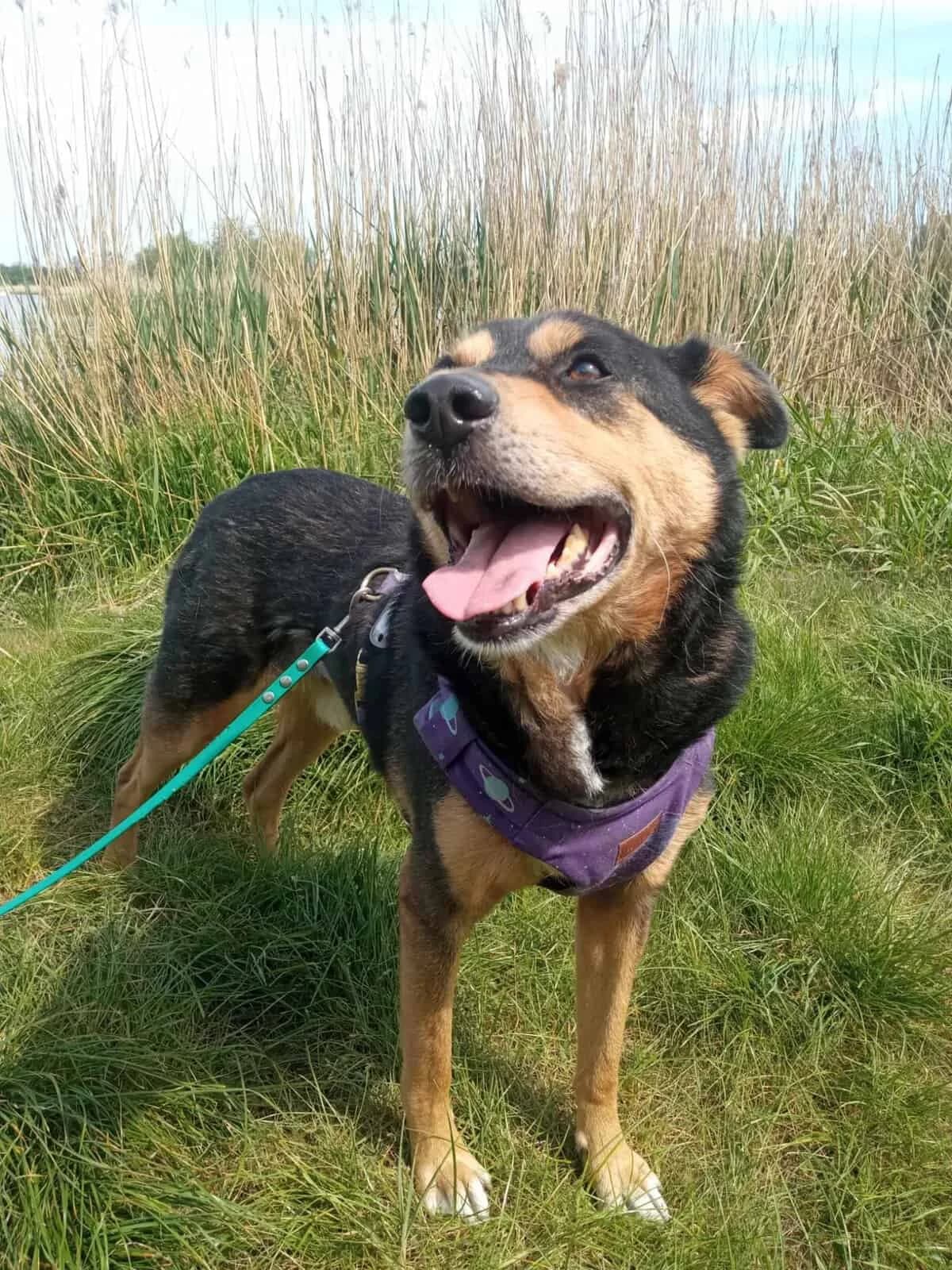 Wasyl, male 5yo Mixed Breed for adoption at Fundacja EkoStraż, Wrocław