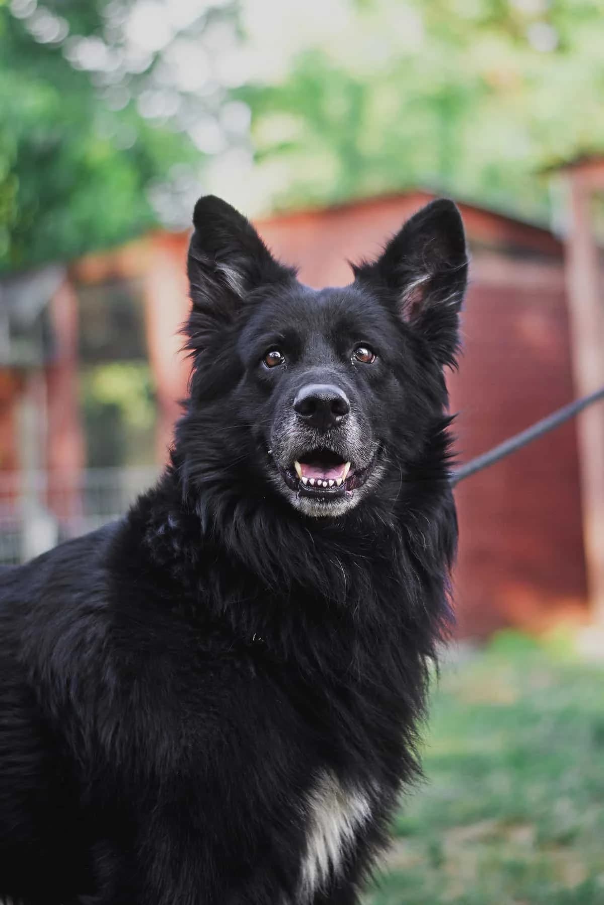 Boni, male senior Mixed Breed for adoption at Fundacja EkoStraż, Wrocław