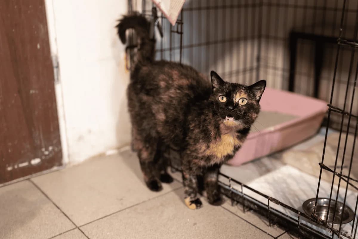 Pralinka, Mixed Breed (Fundacja EkoStraż)