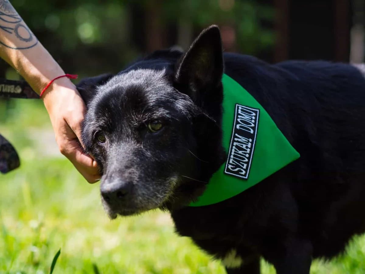 Nikola, Mixed Breed (Fundacja EkoStraż)