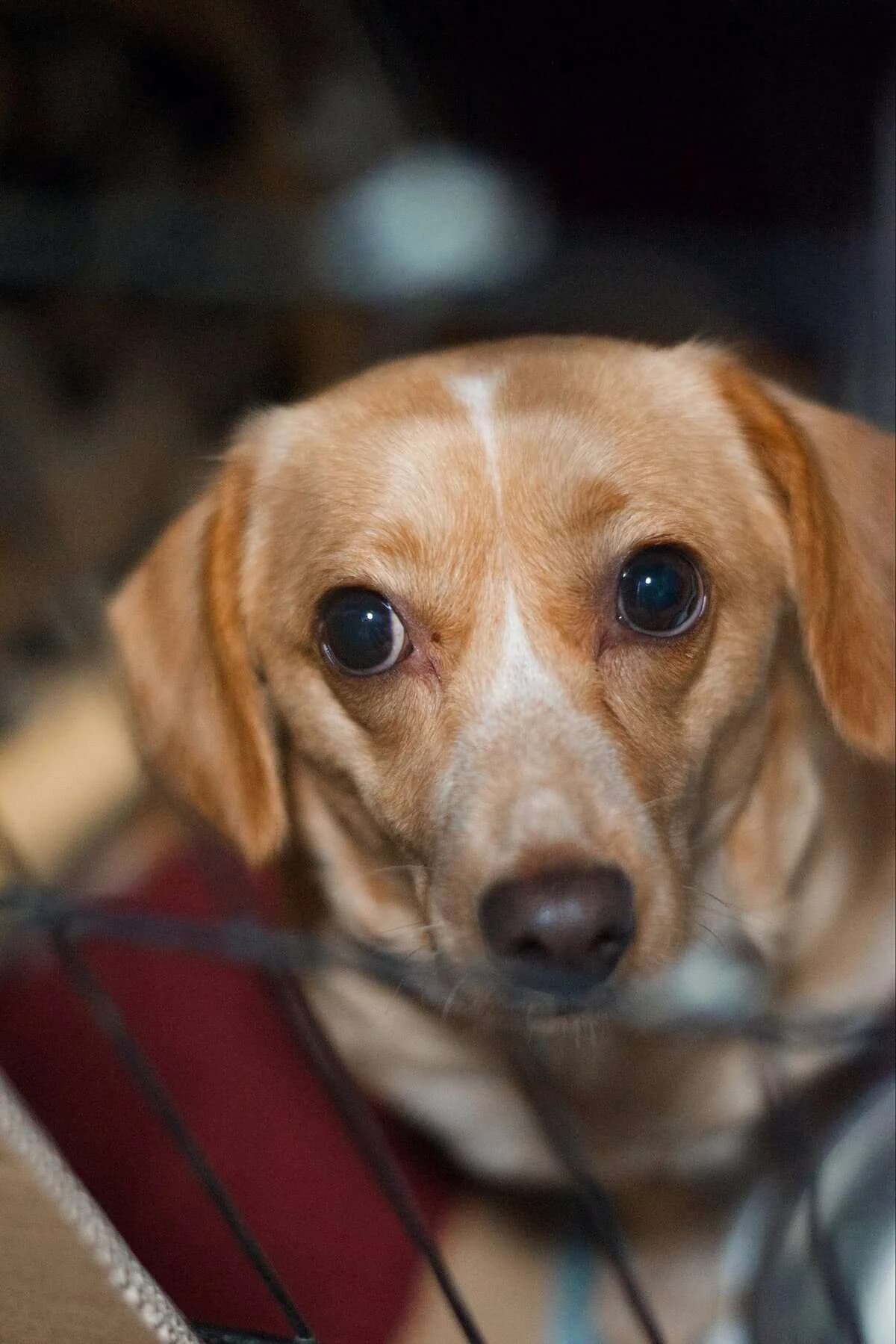 Luna, Mixed Breed (Fundacja EkoStraż)
