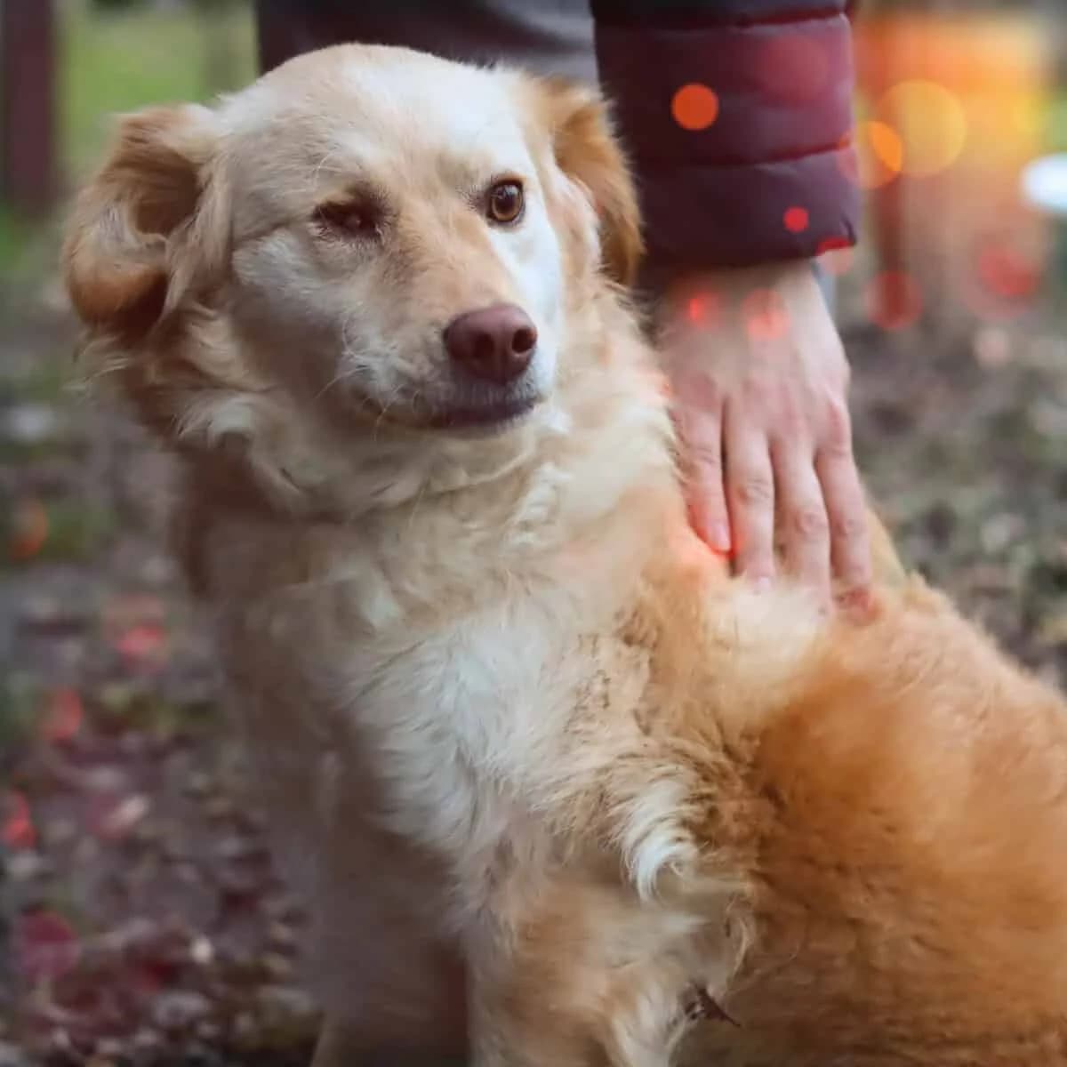 Zulia, Mixed Breed (Fundacja EkoStraż)