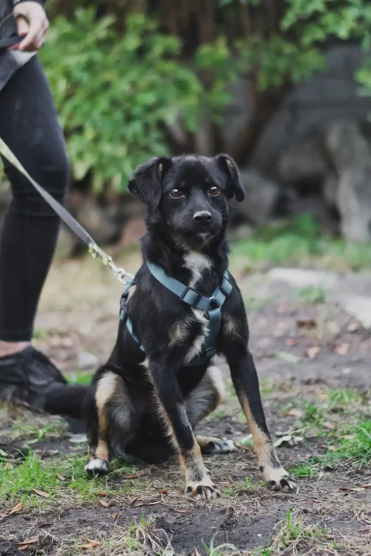 Barsik, Mixed Breed (Fundacja EkoStraż)