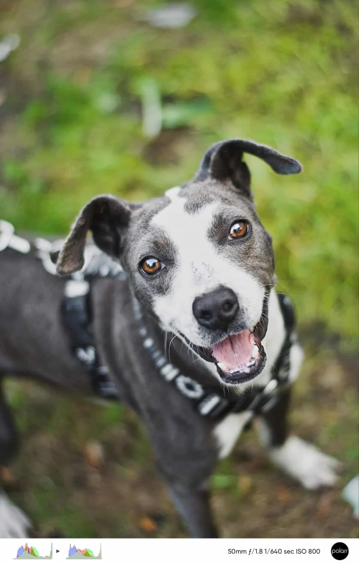 Mishka, Mixed Breed (Fundacja EkoStraż)