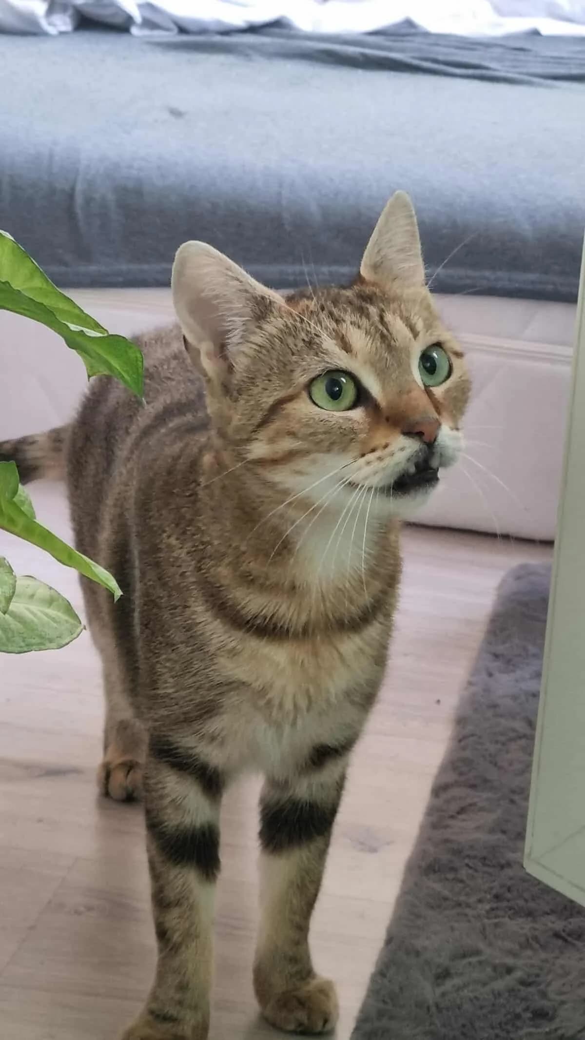 Wypłoszka, Mixed Breed (Fundacja EkoStraż)