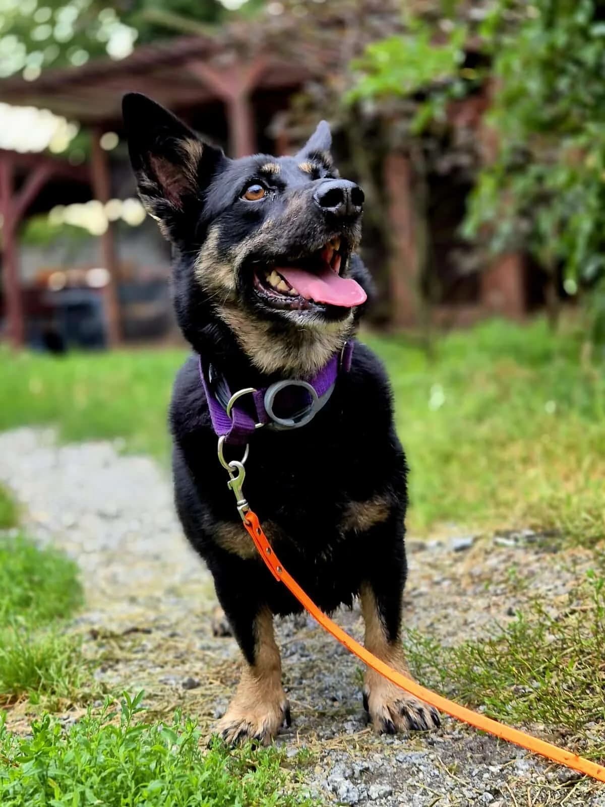 Zosia, Mixed Breed (Fundacja EkoStraż)