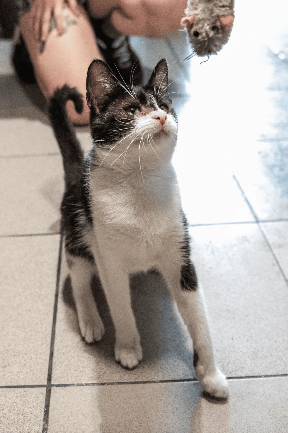 Kokosanka, Mixed Breed (Fundacja EkoStraż)