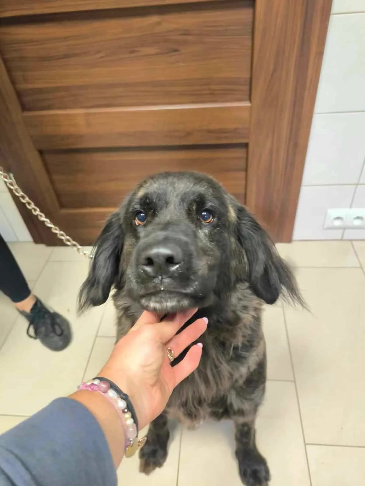 Kostka (Kluska), Mixed Breed (Fundacja EkoStraż)