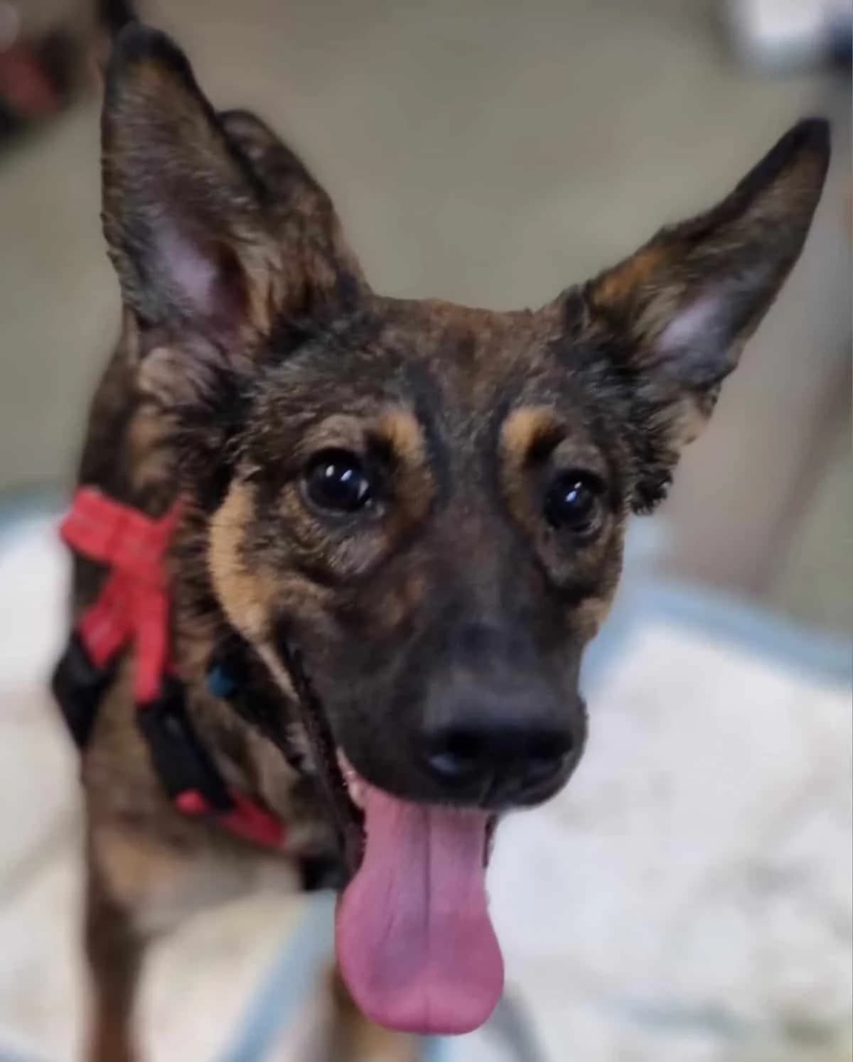 Stich, Mixed Breed (Fundacja EkoStraż)