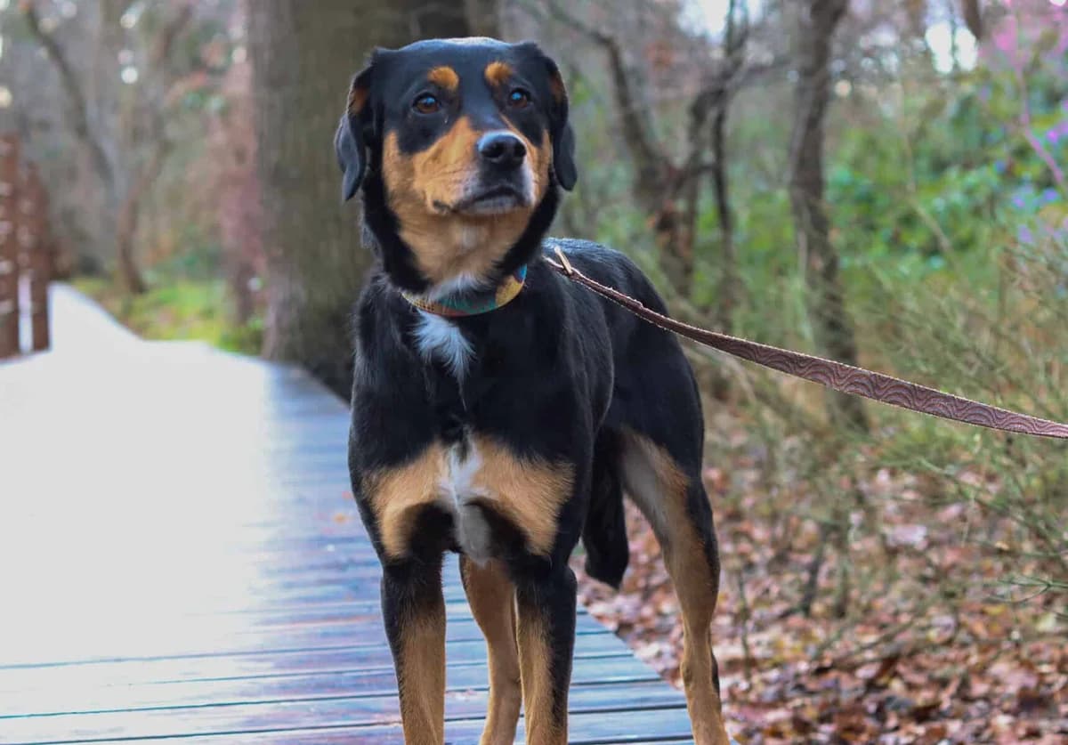 Masza, Mixed Breed (Fundacja EkoStraż)