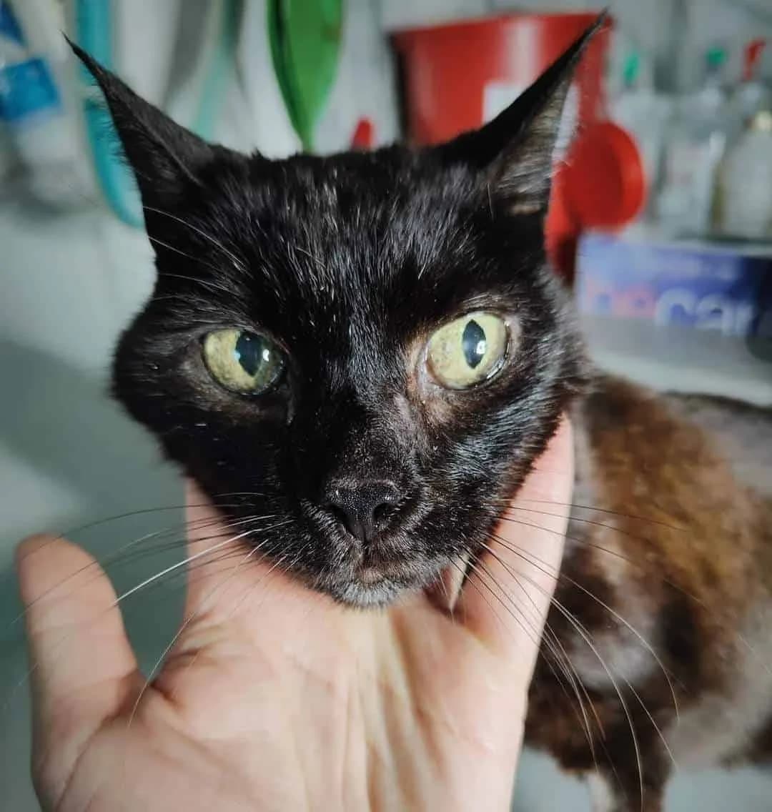 Halina, Mixed Breed (Fundacja EkoStraż)