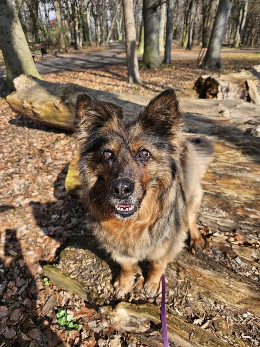 Wera, Mixed Breed (Fundacja EkoStraż)