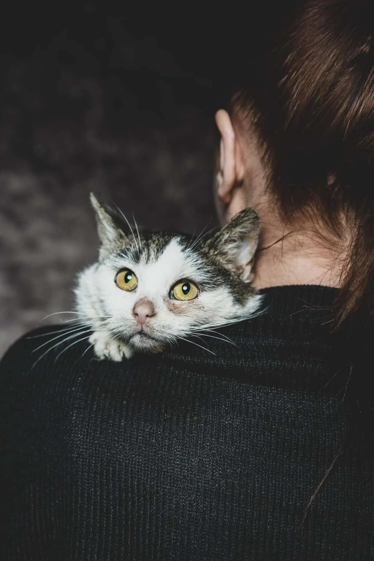 Marcyś, Mixed Breed (Fundacja EkoStraż)