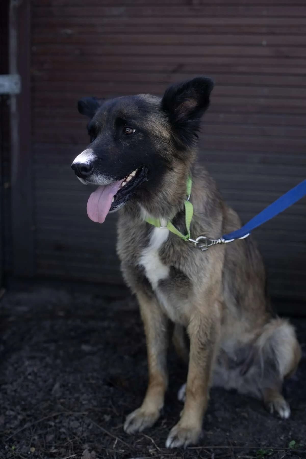 Koda, female Mixed Breed for adoption at Fundacja EkoStraż, Wrocław