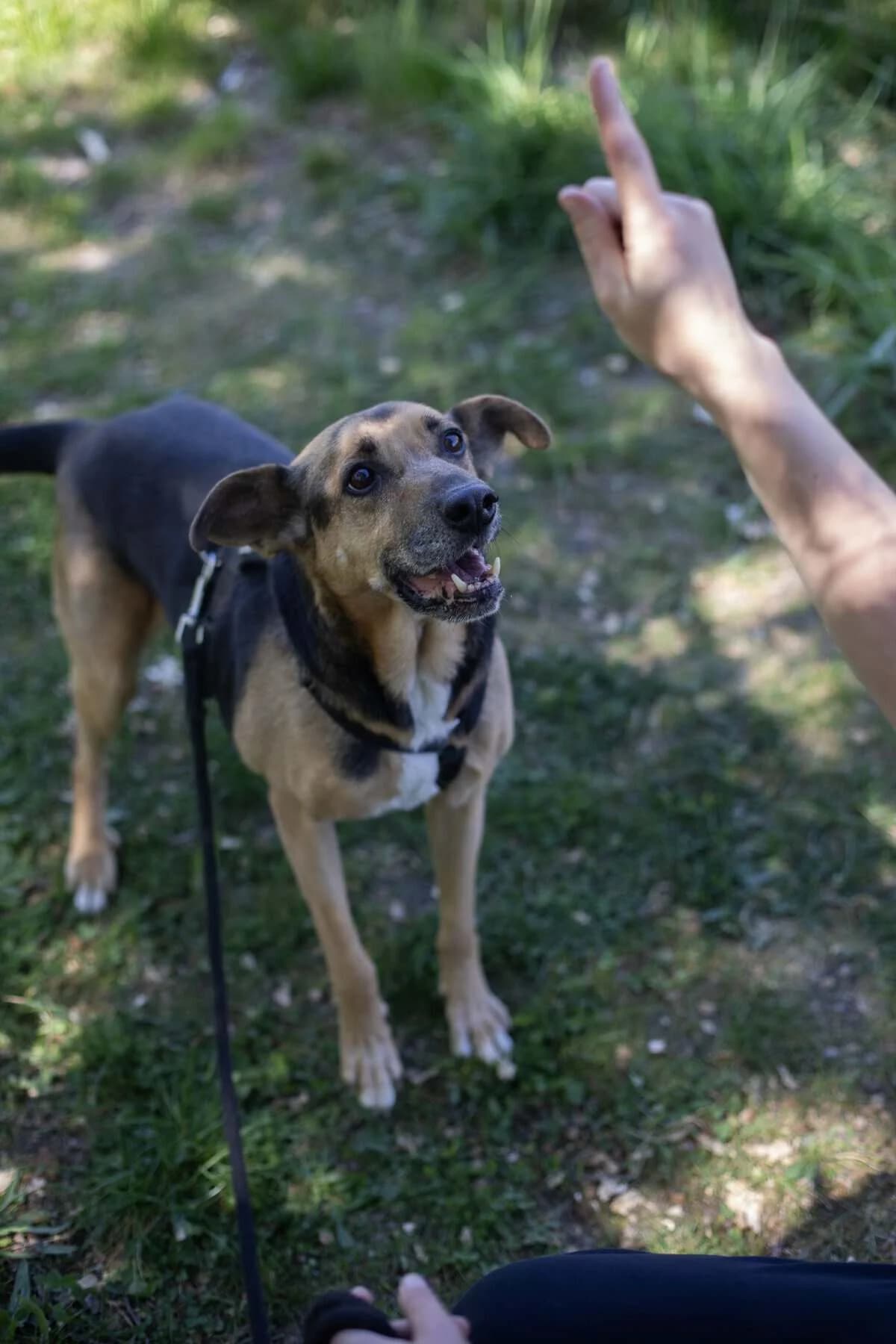 Rufi, Mixed Breed (Fundacja EkoStraż)