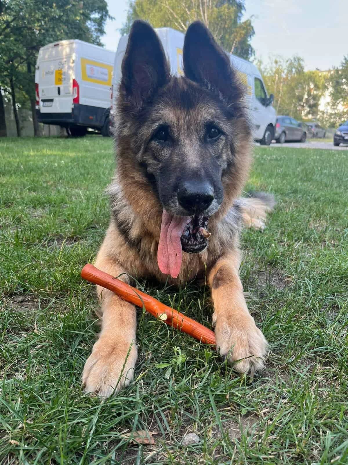 Szelbi, Mixed Breed (Fundacja EkoStraż)