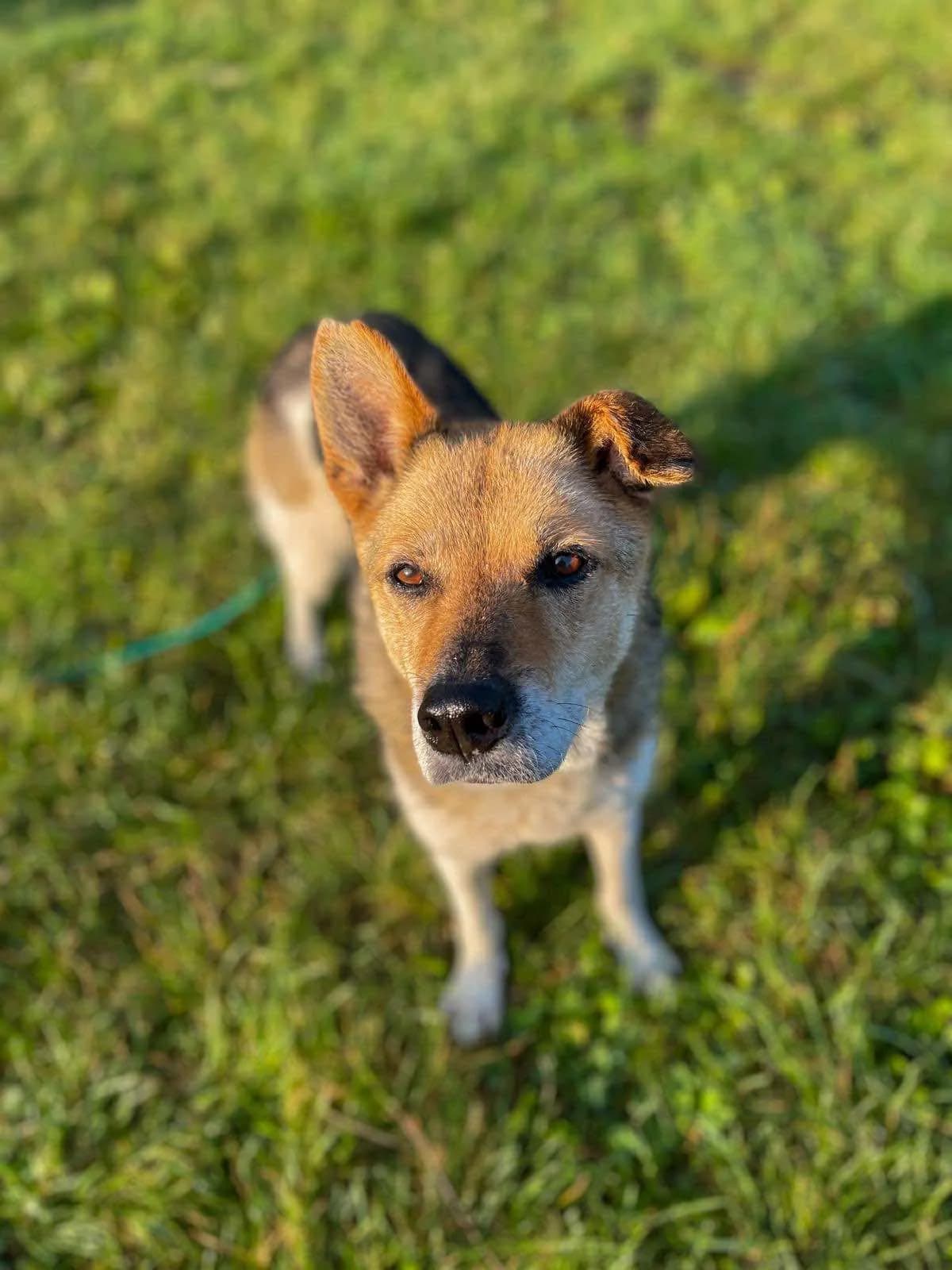 Diana, Mixed Breed (Fundacja EkoStraż)