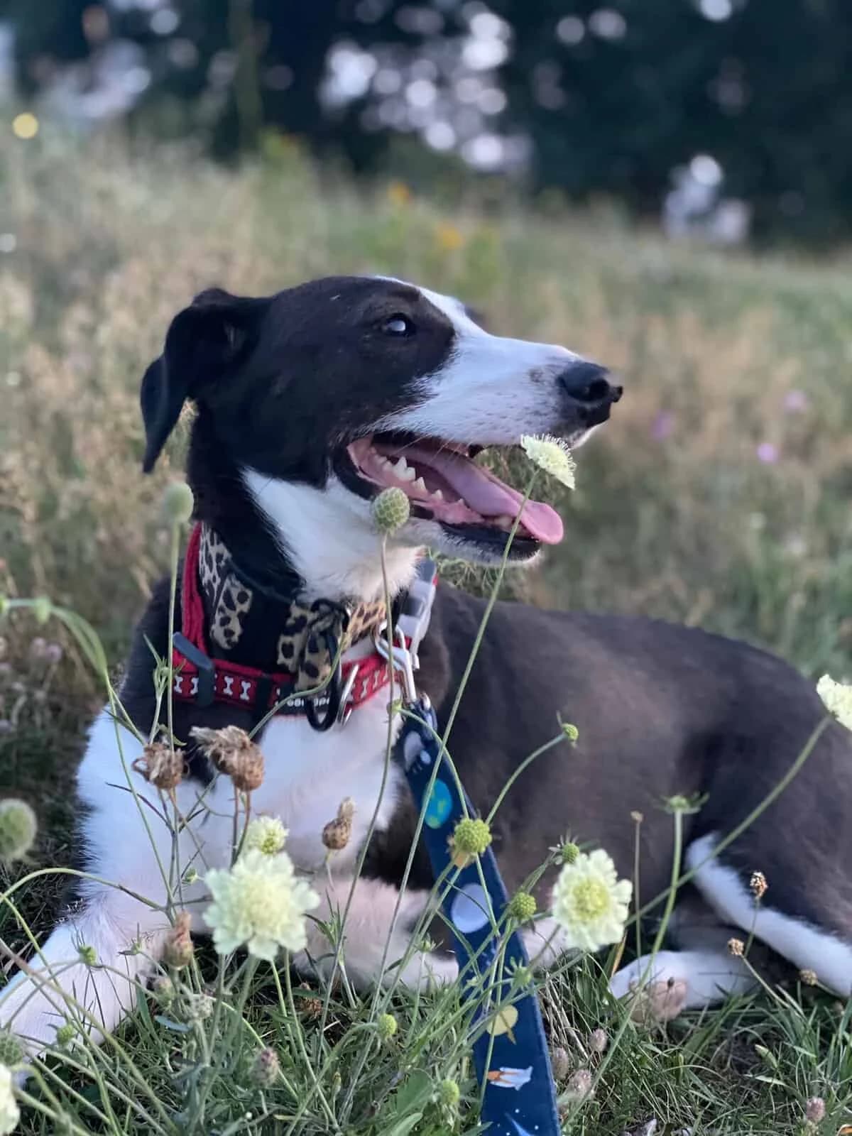 Kamilka, Mixed Breed (Fundacja EkoStraż)