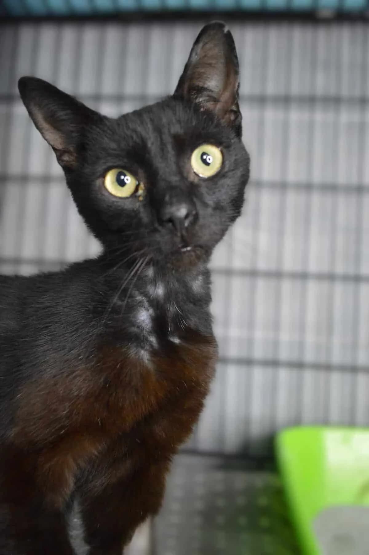 Negrito, Mixed Breed (Fundacja EkoStraż)