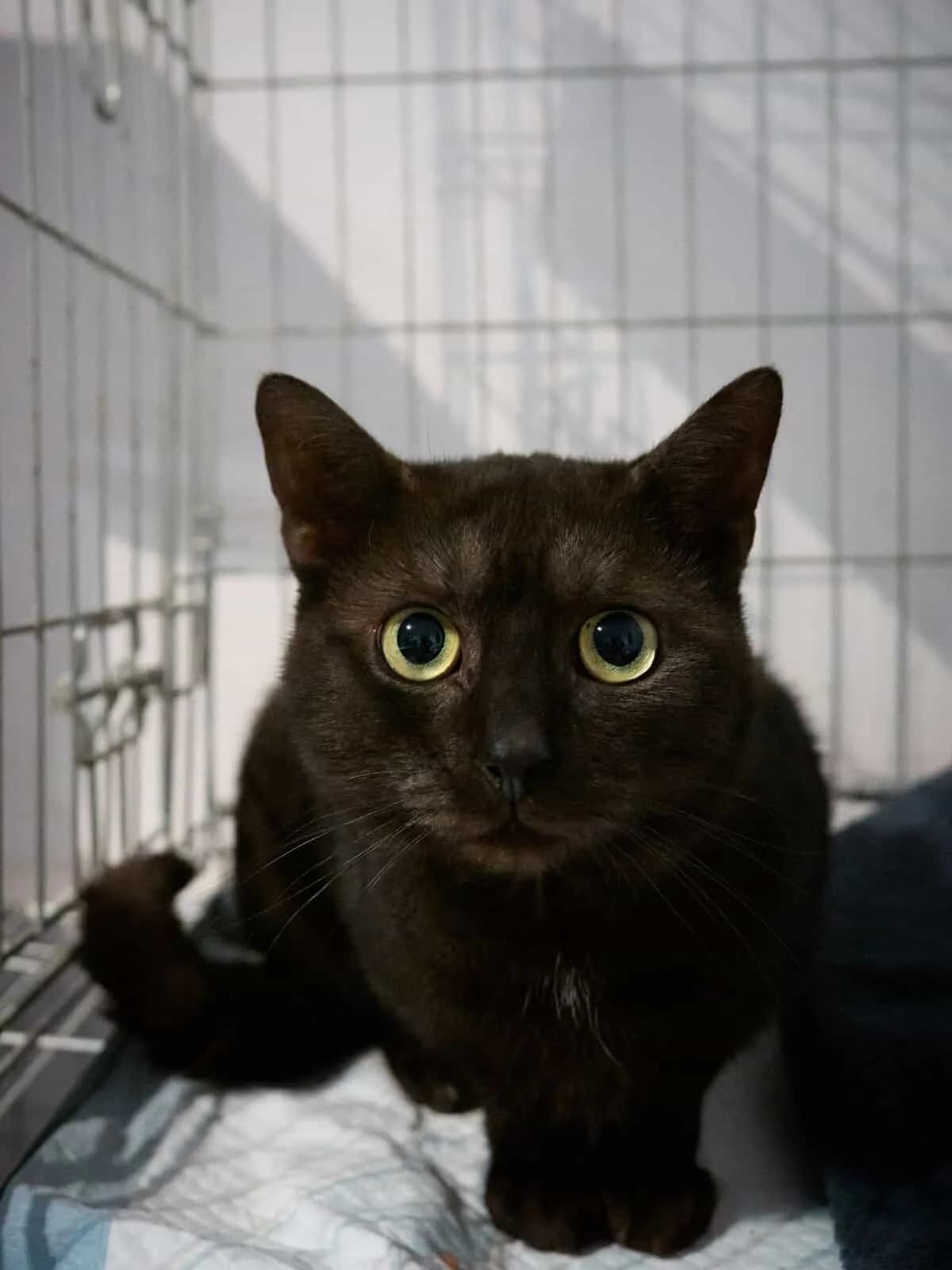 Rolnik, Mixed Breed (Fundacja EkoStraż)