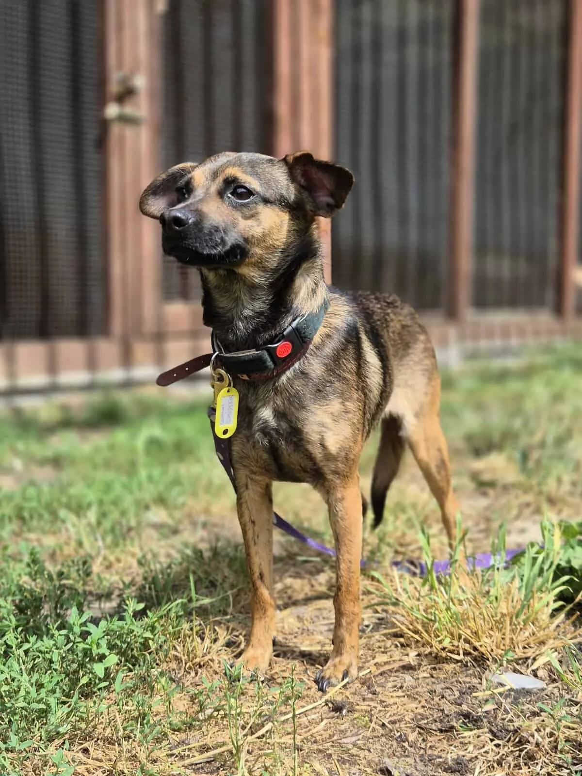 Łatka, Mixed Breed (Fundacja EkoStraż)