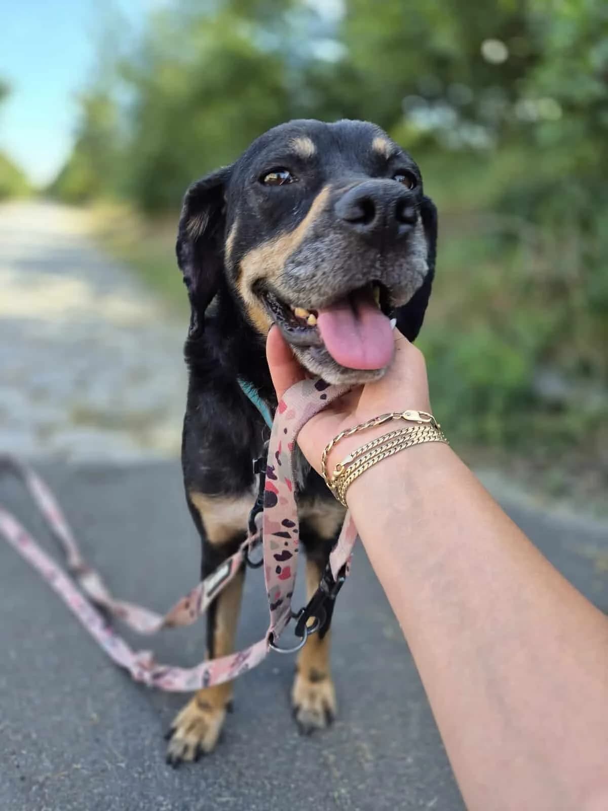 Diana Mama, Mixed Breed (Fundacja EkoStraż)
