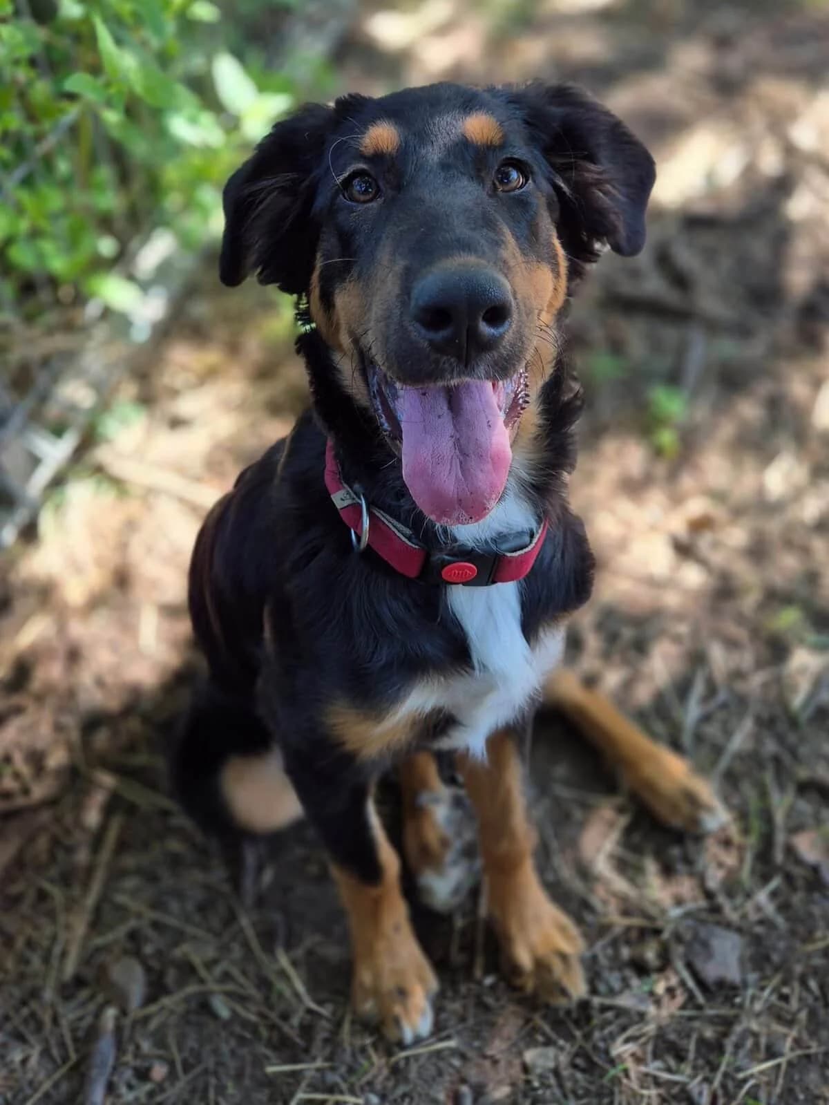 Lunka, Mixed Breed (Fundacja EkoStraż)