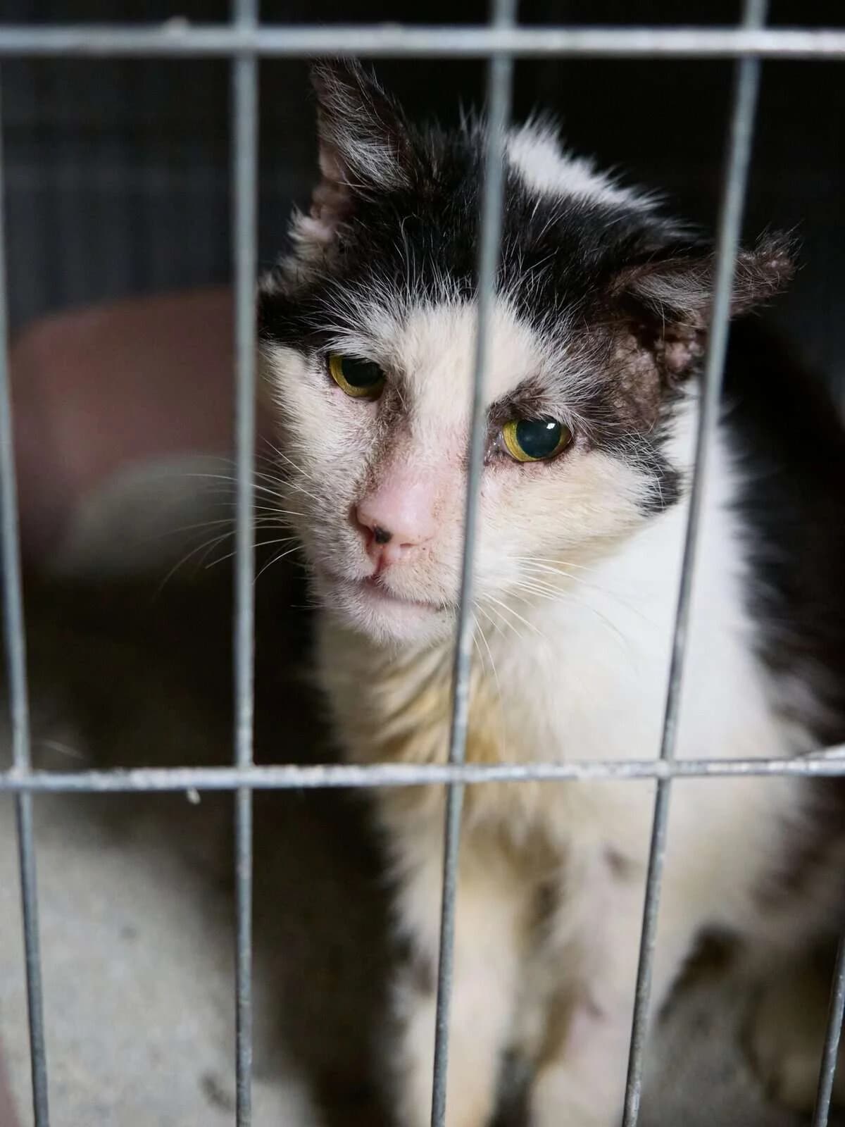 Szachraj, Mixed Breed (Fundacja EkoStraż)