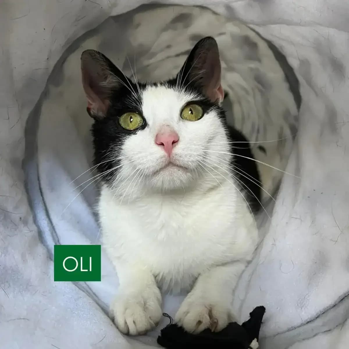 Oli, male Mixed Breed for adoption at Fundacja EkoStraż, Wrocław