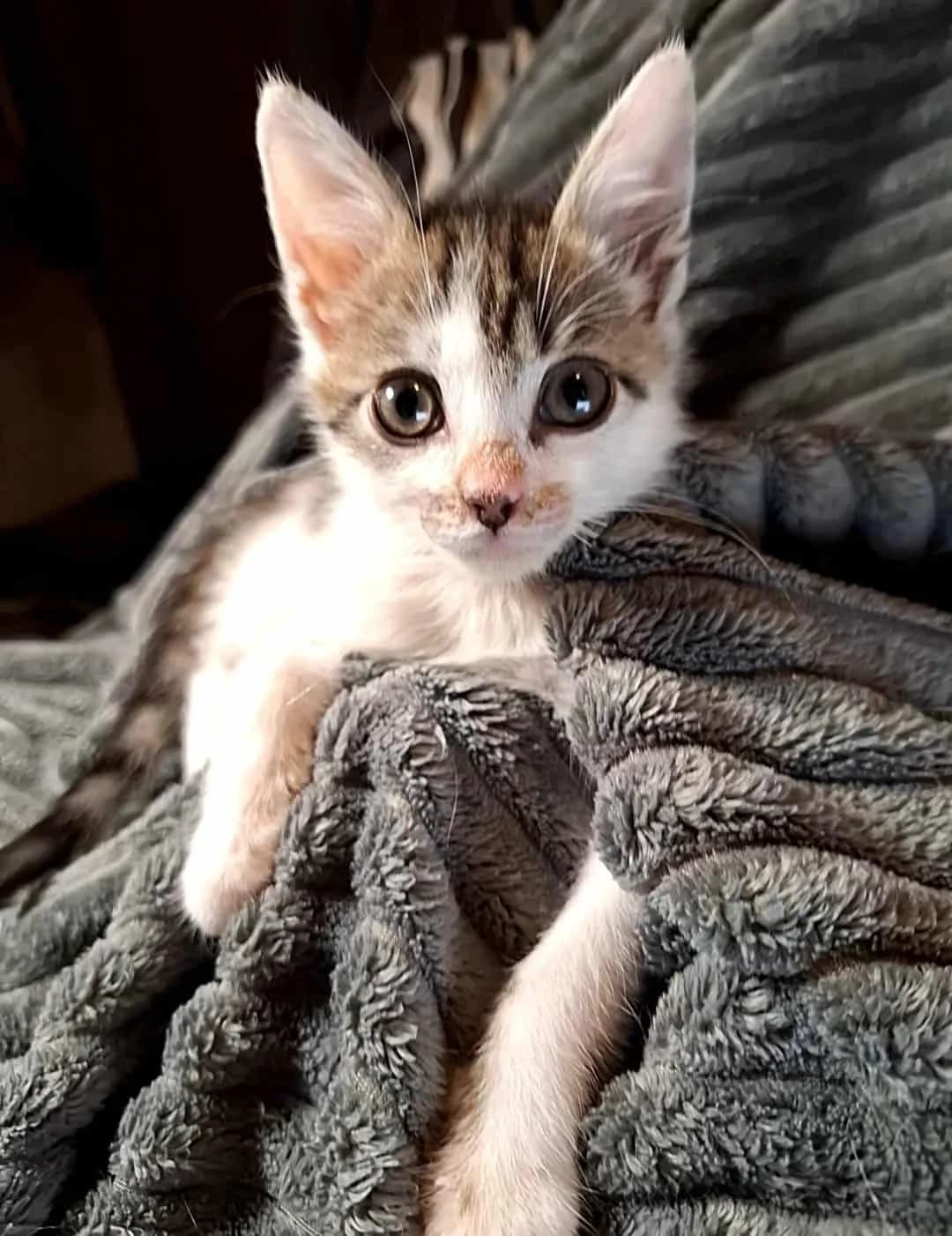 Elvis, Mixed Breed (Fundacja EkoStraż)