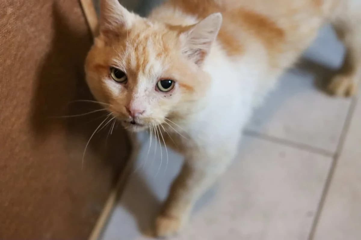 Edek, Mixed Breed (Fundacja EkoStraż)