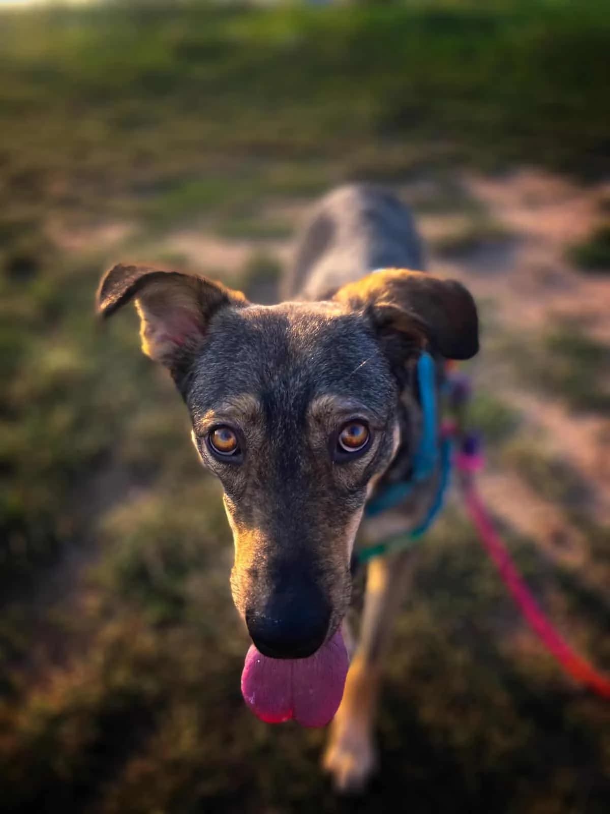 Jess, Mixed Breed (Fundacja EkoStraż)