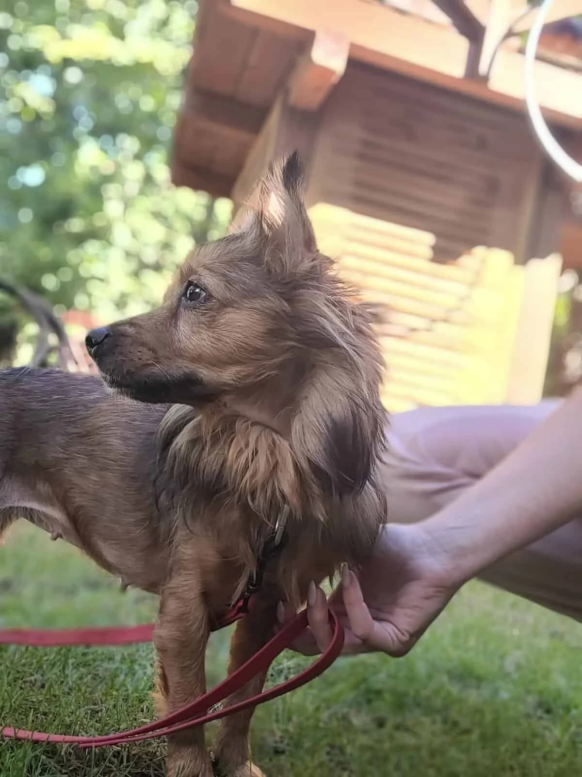Mufka, Mixed Breed (Fundacja EkoStraż)