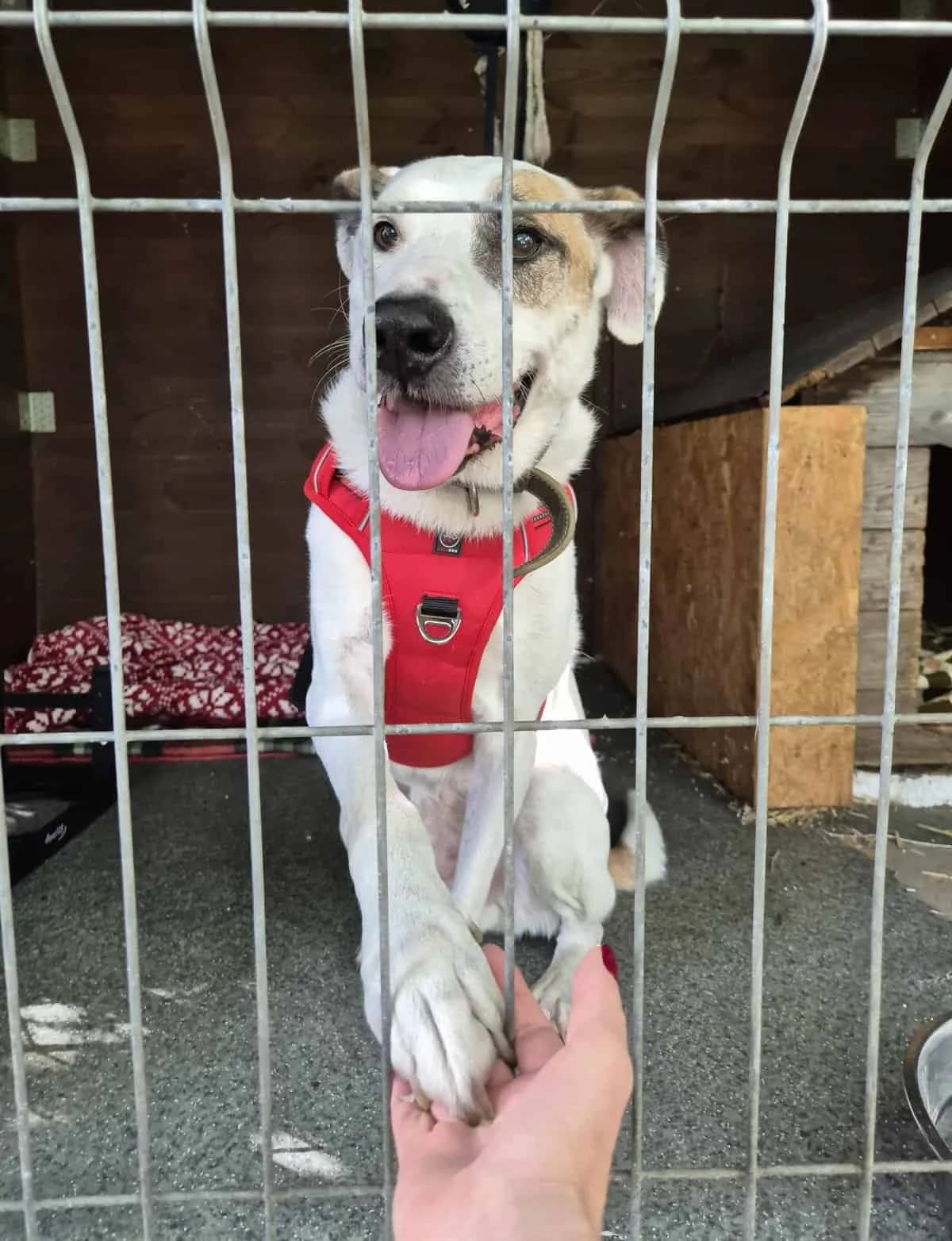 Mikro, male 7yo Mixed Breed for adoption at Fundacja EkoStraż, Wrocław