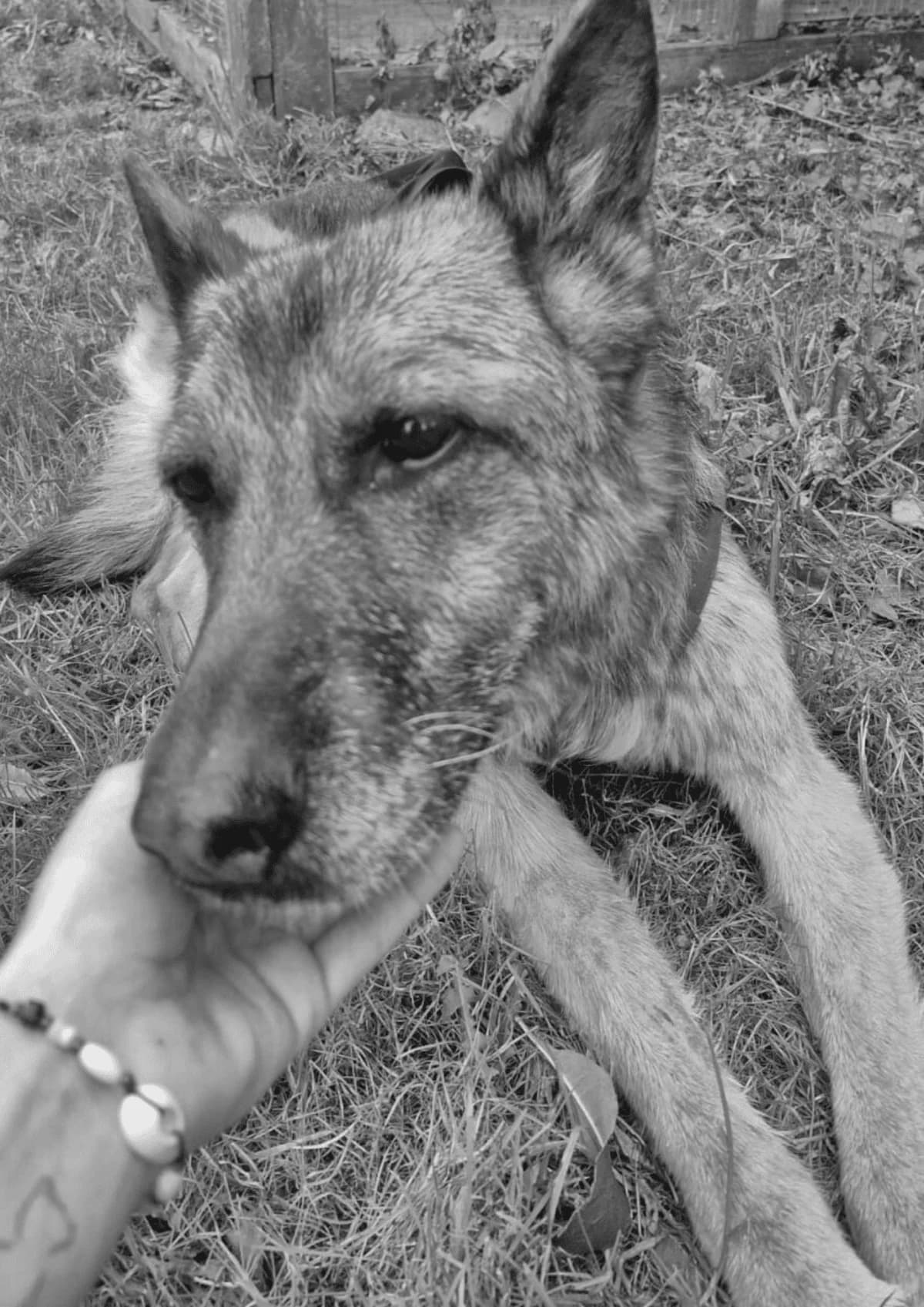Roxi, Mixed Breed (Fundacja EkoStraż)