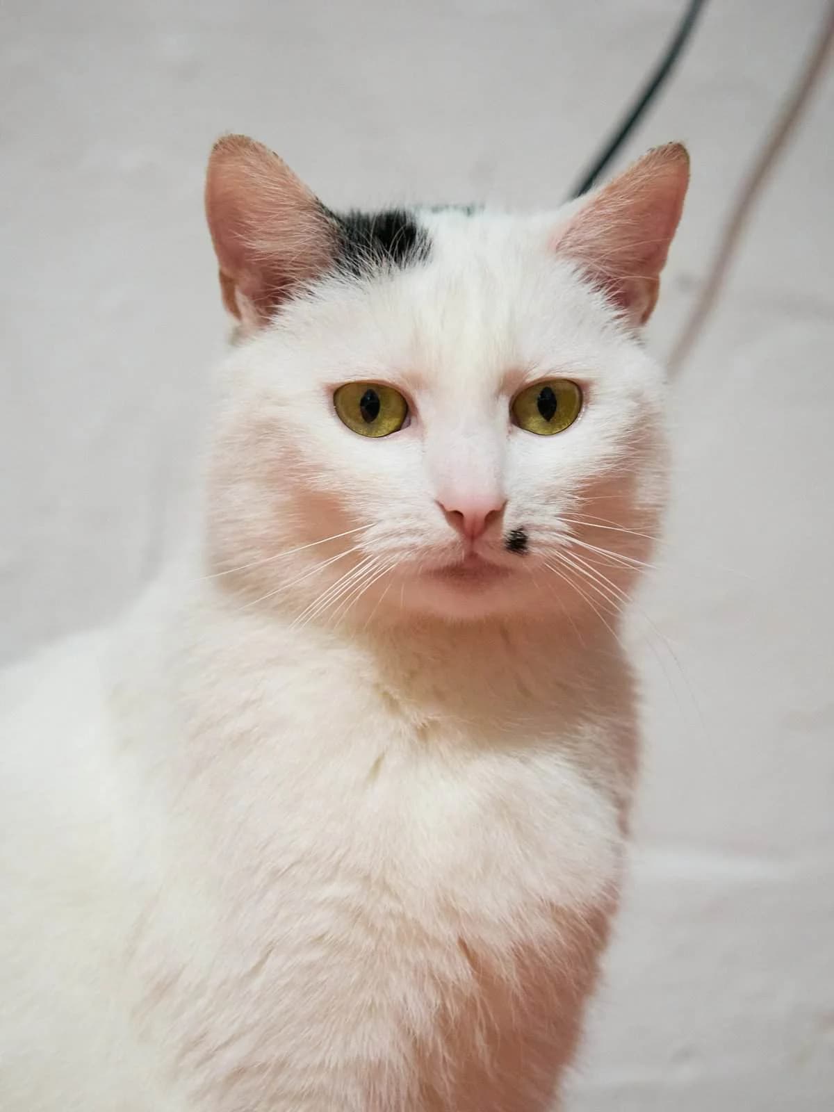 Milky, Mixed Breed (Fundacja EkoStraż)