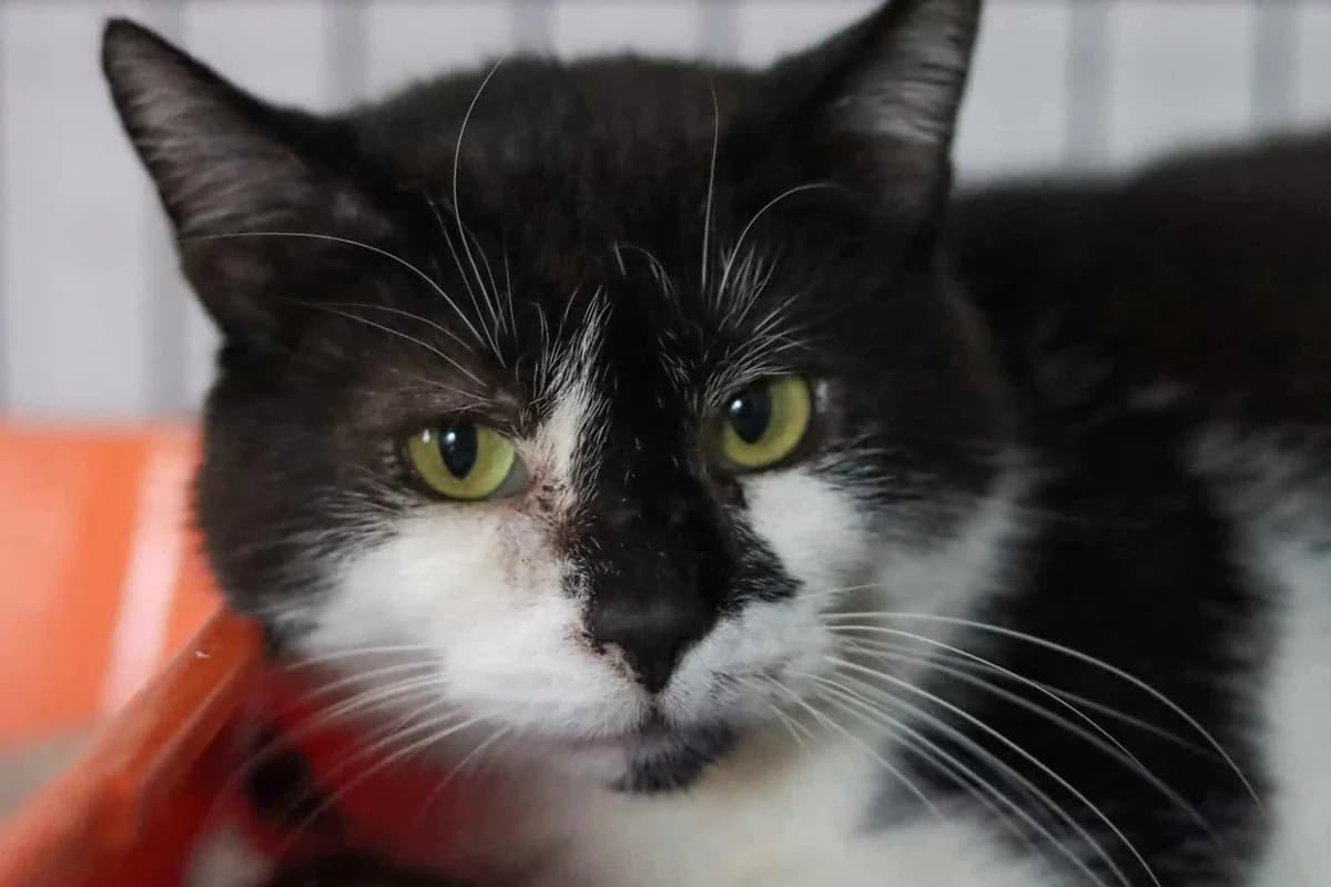 Kiciuś, Mixed Breed (Fundacja EkoStraż)