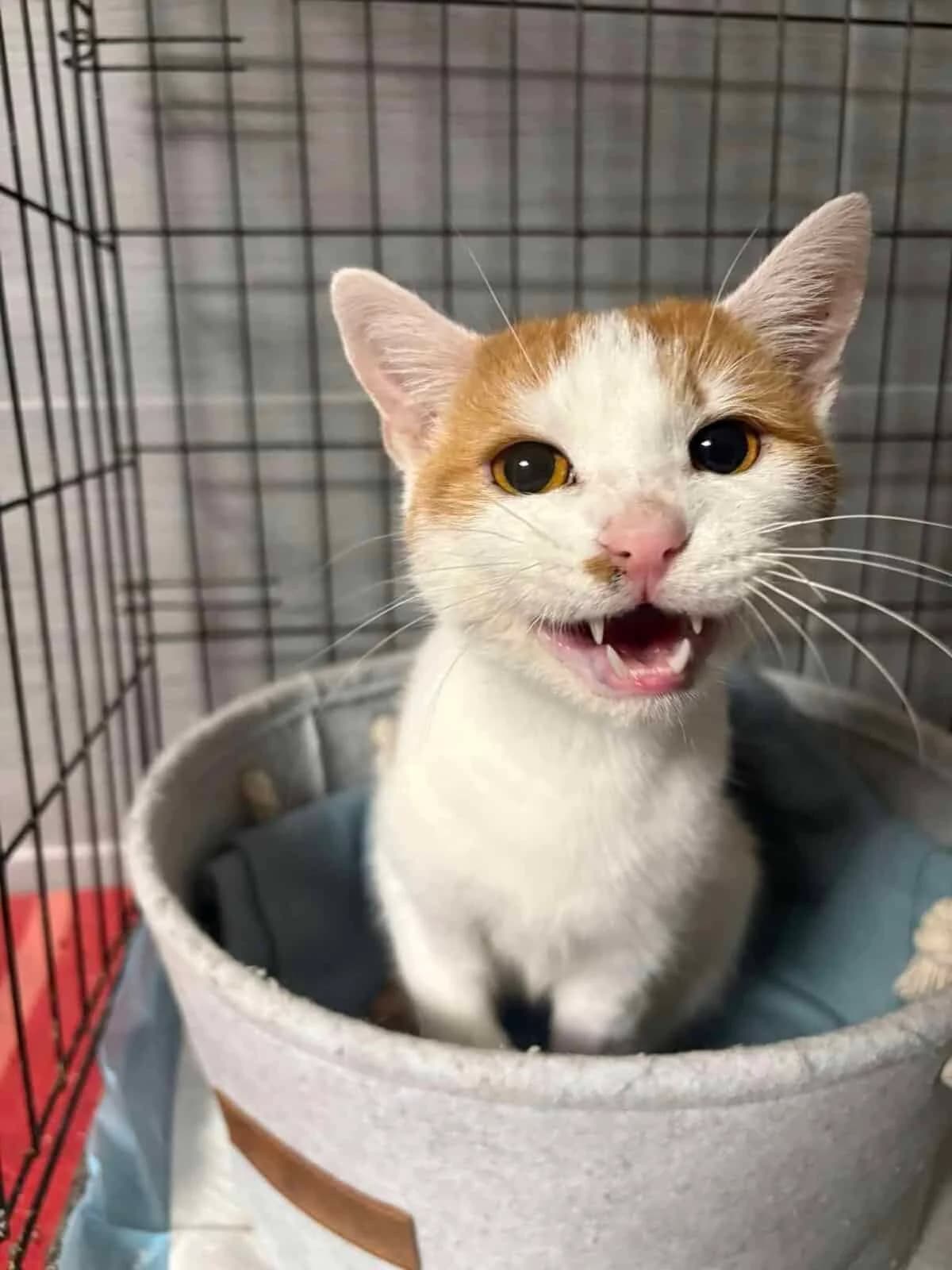 Imbir, Mixed Breed (Fundacja EkoStraż)