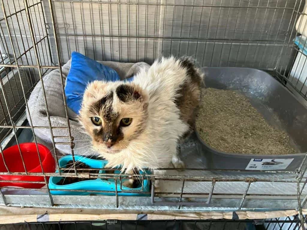 Cat Gogh, Mixed Breed (Fundacja EkoStraż)