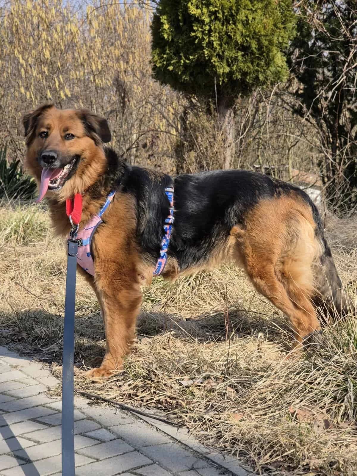 Szira, Mixed Breed (Fundacja EkoStraż)