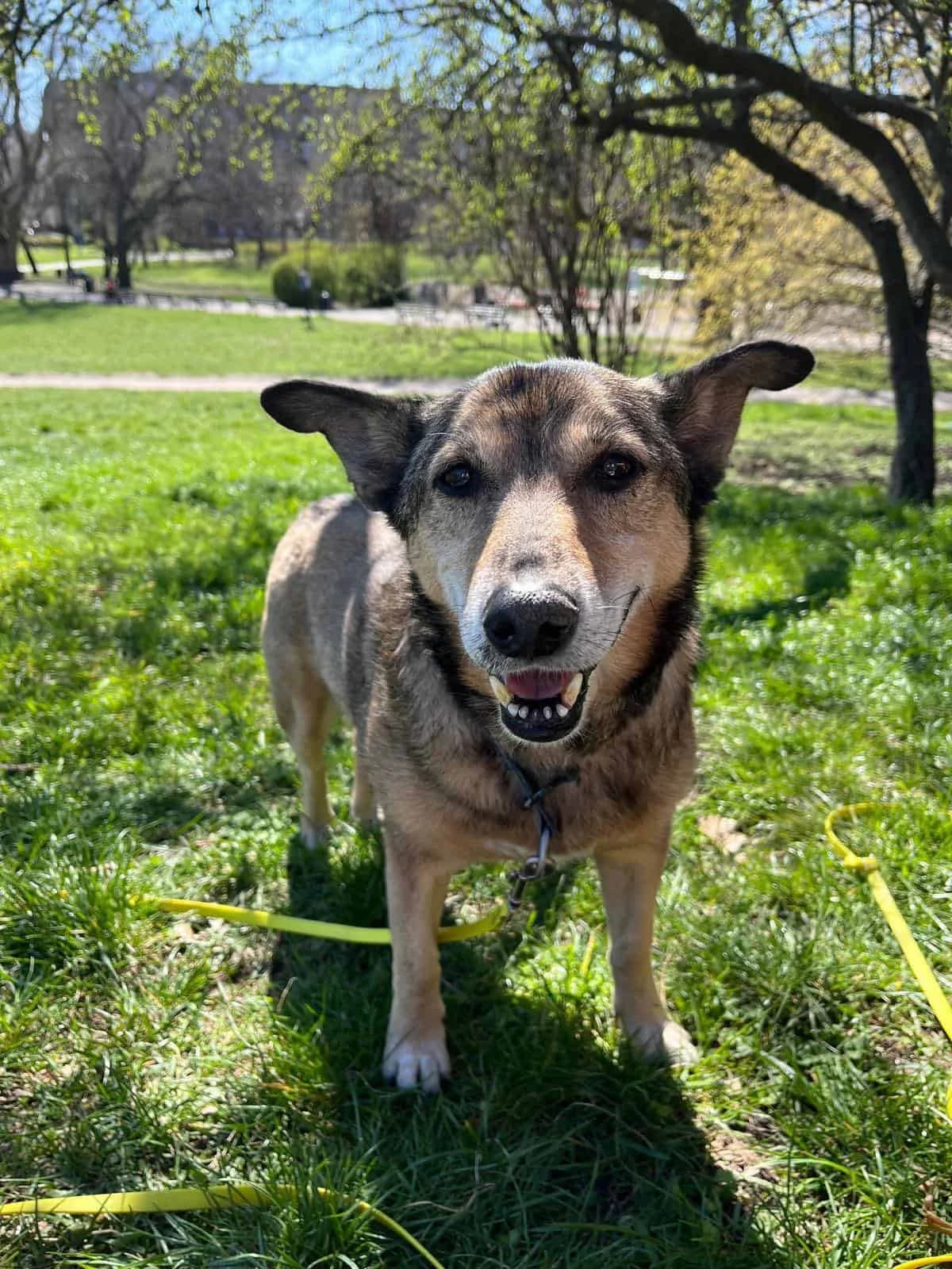 Bobbi, Mixed Breed (Fundacja EkoStraż)